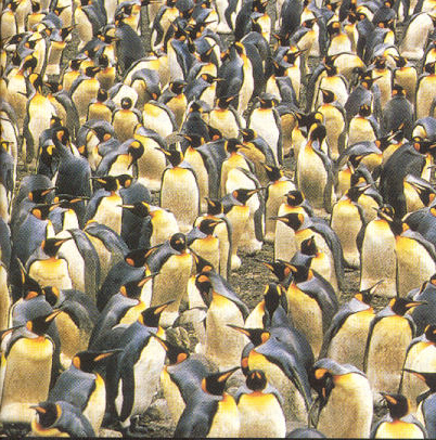 source:/trunk/public/mainpage/img/penguins.jpg