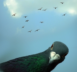Context-dependent hierarchies in pigeons
